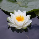 White Lotus Flower