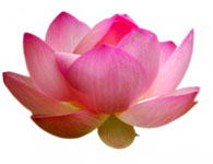 Blossoming Lotus